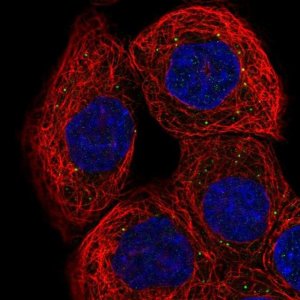 Anti-RNF135 antibody produced in rabbit 