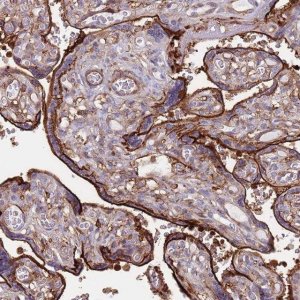 Anti-RNF144A antibody produced in rabbit 