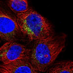 Anti-RNF144A antibody produced in rabbit 