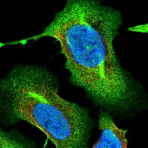 Anti-RNF145 antibody produced in rabbit 