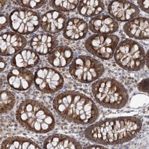 Anti-RNF150 antibody produced in rabbit 