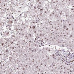 Anti-RNF181 antibody produced in rabbit 