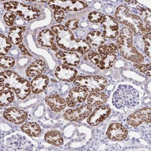 Anti-RNF183 antibody produced in rabbit 