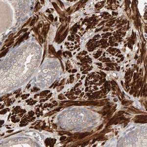Anti-RNF19A antibody produced in rabbit 