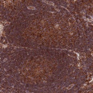Anti-RNF19B antibody produced in rabbit 
