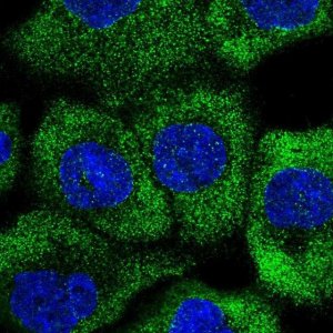Anti-RNF207 antibody produced in rabbit 