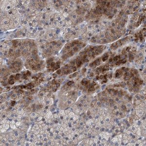Anti-RNF208 antibody produced in rabbit 