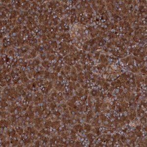 Anti-RNF214 antibody produced in rabbit 