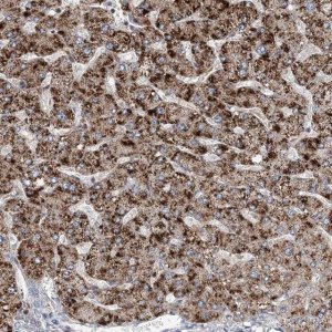Anti-RNF25 antibody produced in rabbit 