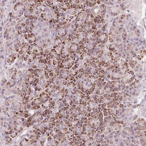 Anti-RNF39 antibody produced in rabbit 