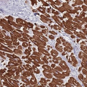 Anti-RNF4 antibody produced in rabbit 