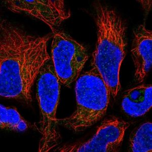 Anti-RNF5 antibody produced in rabbit 