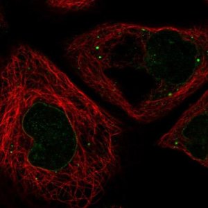 Anti-RNF6 antibody produced in rabbit 