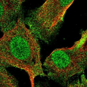 Anti-RNF8 antibody produced in rabbit 