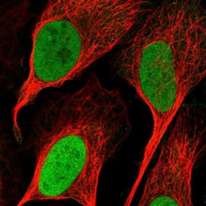 Anti-RNMT antibody produced in rabbit 