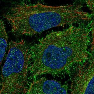 Anti-ROBO1 antibody produced in rabbit 