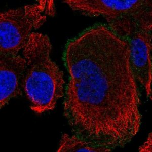 Anti-ROBO4 antibody produced in rabbit 