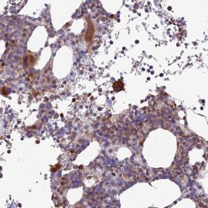 Anti-ROCK1 antibody produced in rabbit 