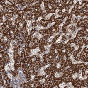 Anti-ROGDI antibody produced in rabbit 