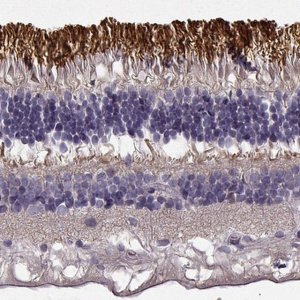 Anti-ROM1 antibody produced in rabbit 