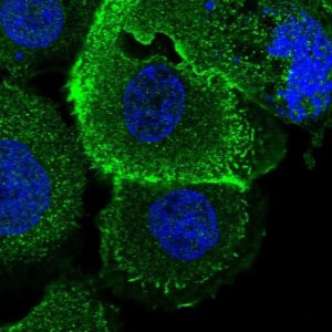 Anti-ROM1 antibody produced in rabbit 