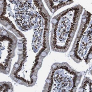 Anti-ROMO1 antibody produced in rabbit 