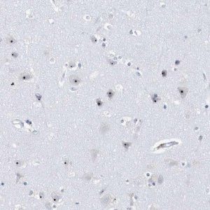 Anti-RPF2 antibody produced in rabbit 