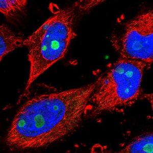 Anti-RPF2 antibody produced in rabbit 
