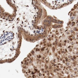 Anti-RPL12 antibody produced in rabbit HPA003403-100UL