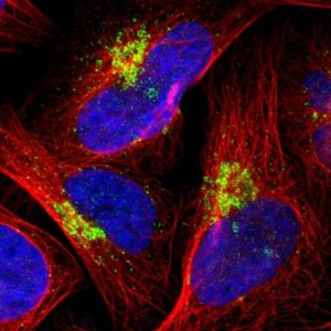 Anti-RPL12 antibody produced in rabbit HPA003403-100UL