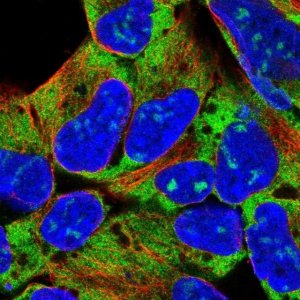 Anti-RPL18 antibody produced in rabbit 