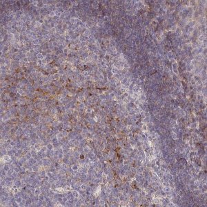 Anti-RPL23A antibody produced in rabbit 