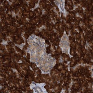 Anti-RPL26 antibody produced in rabbit HPA030449-100UL