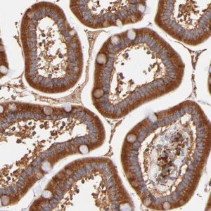 Anti-RPL27 antibody produced in rabbit 