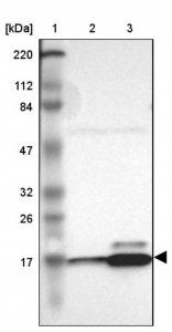 Anti-RPL27 antibody produced in rabbit 