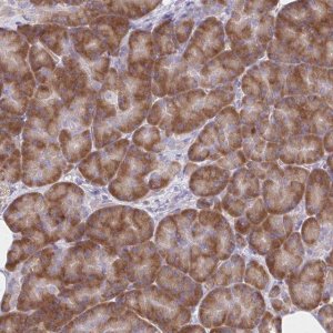 Anti-RPL27A antibody produced in rabbit 