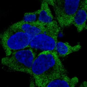 Anti-RPL27A antibody produced in rabbit 