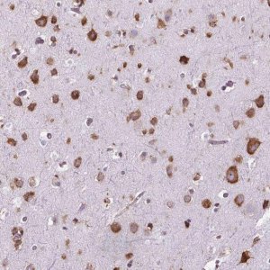 Anti-RPL29 antibody produced in rabbit 