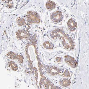 Anti-RPL30 antibody produced in rabbit HPA002651-100UL