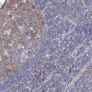 Anti-RPL30 antibody produced in rabbit HPA002651-100UL
