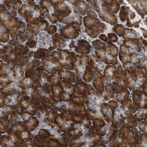 Anti-RPL35 antibody produced in rabbit 