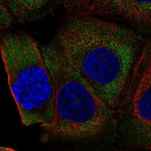 Anti-RPL36A antibody produced in rabbit 