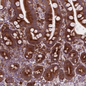 Anti-RPL37A antibody produced in rabbit 