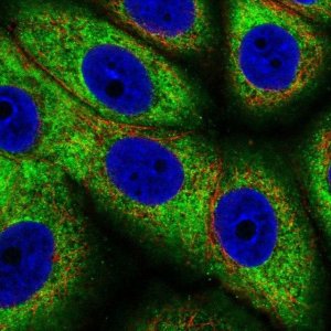 Anti-RPL37A antibody produced in rabbit 