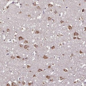 Anti-RPL38 antibody produced in rabbit 