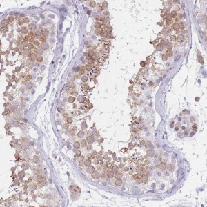 Anti-RPL39L antibody produced in rabbit 