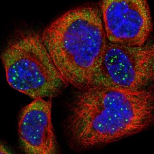 Anti-RPL4 antibody produced in rabbit 