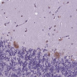 Anti-RPL6 antibody produced in rabbit HPA068418-100UL