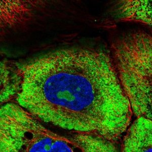Anti-RPL7 antibody produced in rabbit HPA058373-100UL