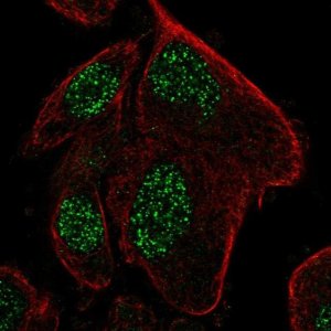 Anti-RPP25L antibody produced in rabbit 